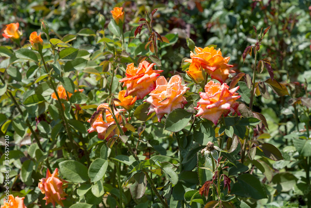Garden orange rose flower on background of green grass. flowers. Amazing orange rose. Soft selective focus Garden orange rose flower on background of green grass. flowers. Amazing orange rose. Soft selective focus