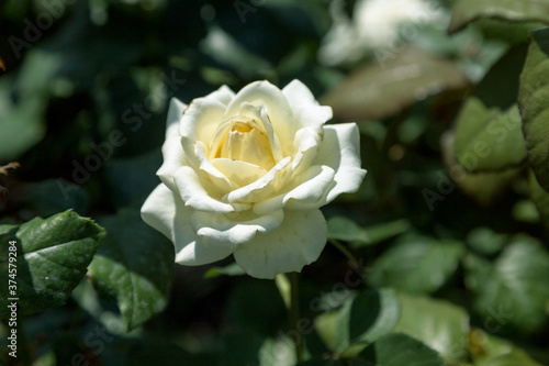 Garden white rose flower on background of green grass. flowers. Amazing white rose. Soft selective focus.