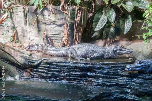 Crocodile in a small lake in the zoo, in Canada