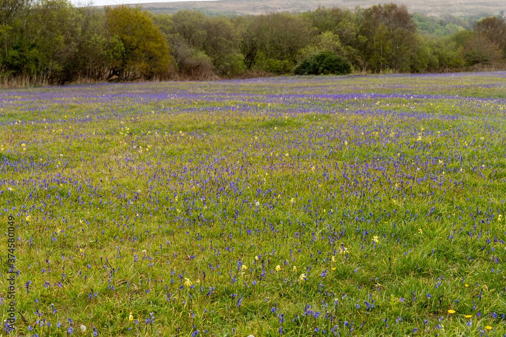 Fototapeta premium field of wildflowers