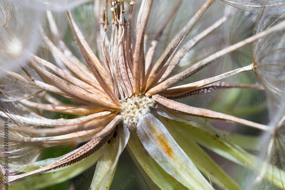 Fototapeta premium Abstract dandelion flower background, extreme closeup. Big dandelion on natural background. Art photography