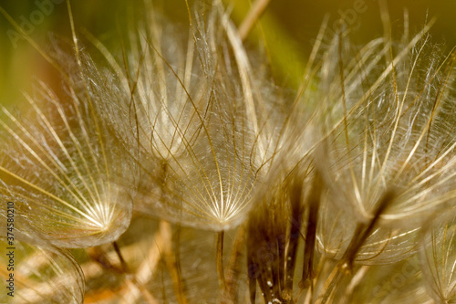 Abstract dandelion flower background  extreme closeup. Big dandelion on natural background. Art photography