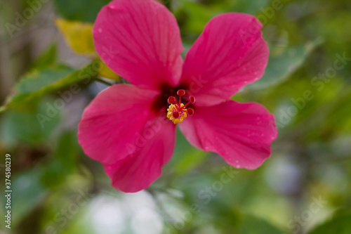 pink flower