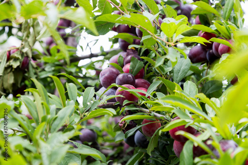 Wallpaper Mural Red plum fruits on branch with green leaves growing in the garden. Plum. Plum on branch. Plum ripe Torontodigital.ca