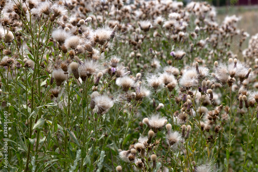 Authentic creative landscape lilac wildflowers with white fluffy seeds Authentic creative landscape lilac wildflowers with white fluffy seeds