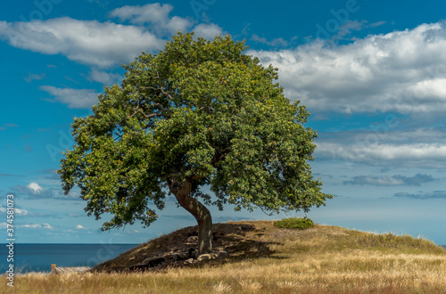 tree on the beach