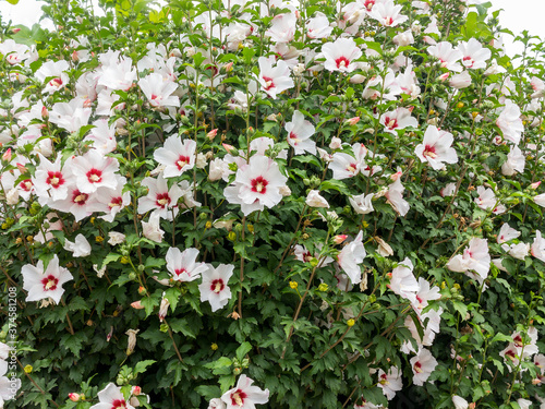 Beautiful large Althea flowering shrub in the sun. These beautiful blooms are also known as Rose of Sharon and are in the hibiscus family, but much more cold hardy then tropical varieties.