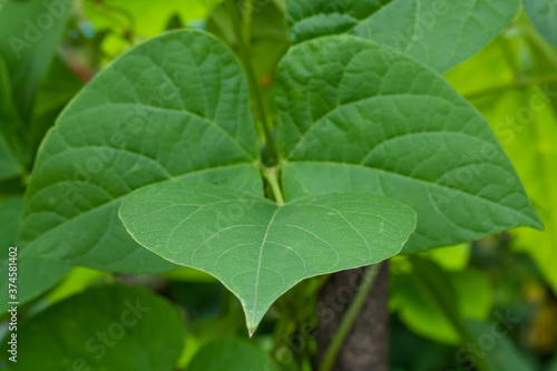 fresh kidney bean leaf closeup