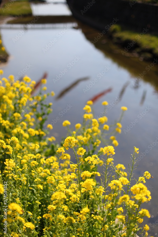 菜の花と鯉のぼり 菜の花と鯉のぼり