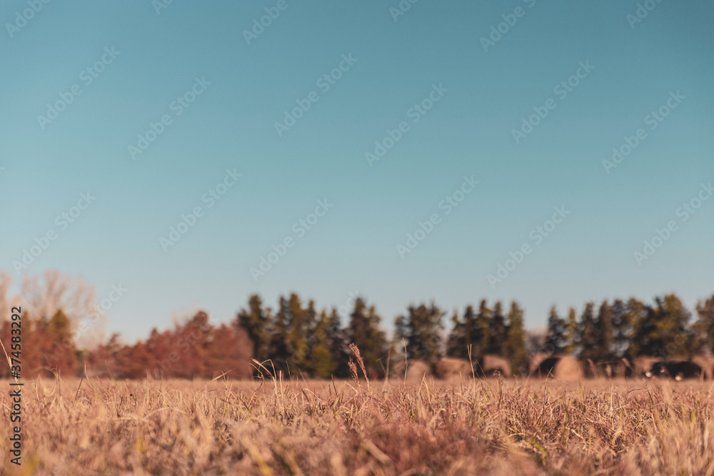 Obraz premium hay bales in the field