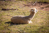 A Llama sitting in the sunshine in a green agricultural field