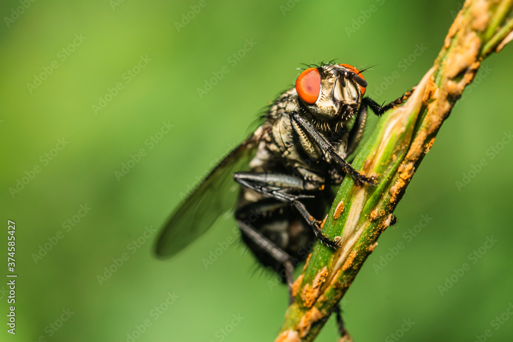 The common flesh fly The common flesh fly