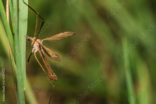 The gnat
