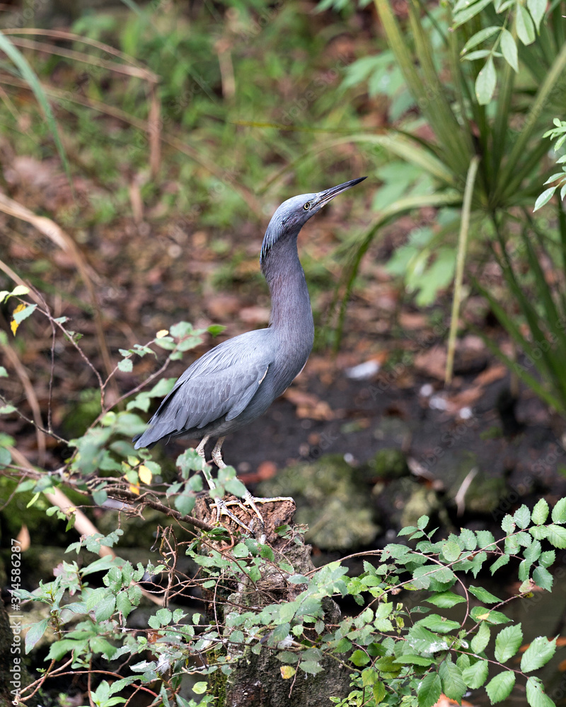 Little Blue Heron Stock Photos. Close-up profile view perched on a branch displaying blue feathers plumage, head, beak, with a blur background in its habitat. Portrait.I mage. Picture. Little Blue Heron Stock Photos. Close-up profile view perched on a branch displaying blue feathers plumage, head, beak, with a blur background in its habitat. Portrait.I mage. Picture.