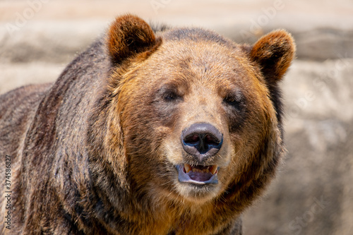 Threatening grizzly bear portrait