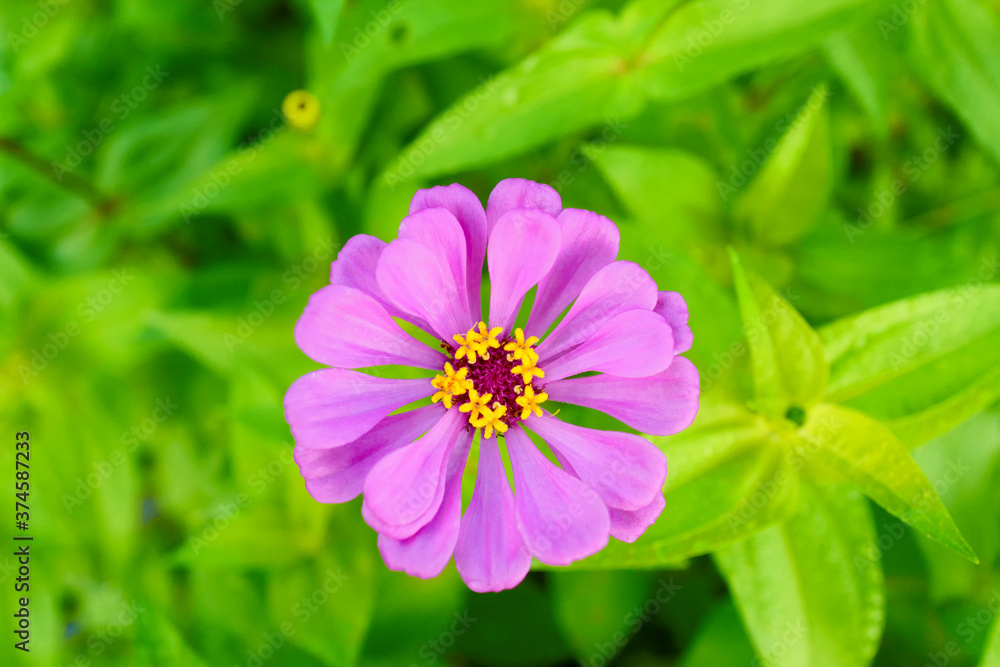 Obraz premium flowers in the garden