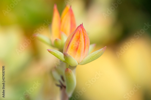 Orange succulent bloom with different depths of field. 