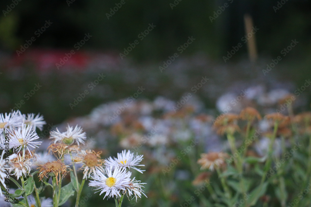 daisies in a field daisies in a field