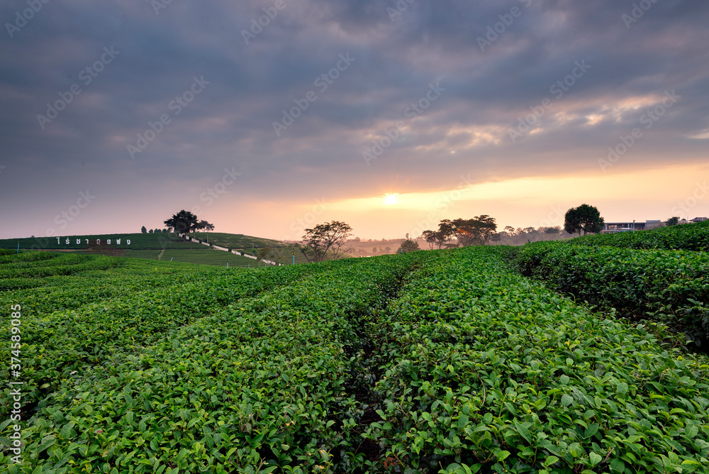 Green Tea Plantation in Twilight Time at Chui Fong Tea Plantation, Chiang Rai, Thailand