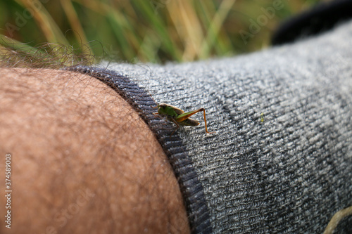 Grasshopper on leg