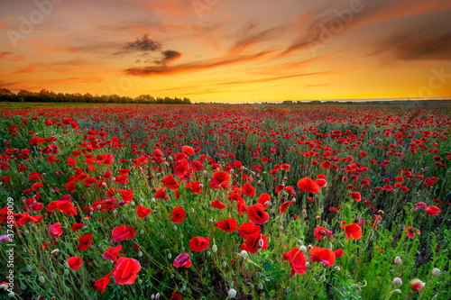 Beautiful sunrise over red poppies field