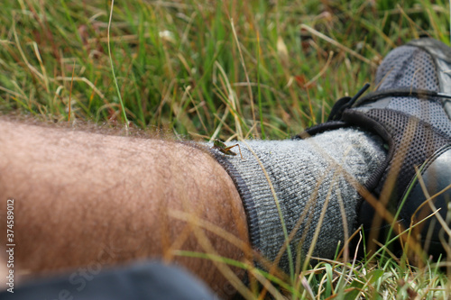 Grasshopper on leg