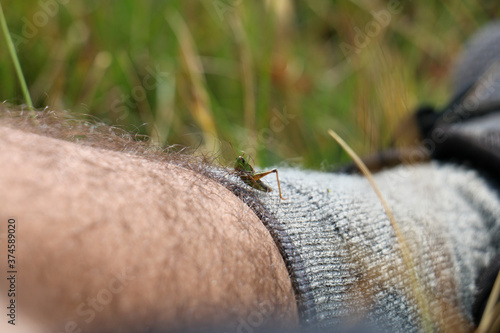Grasshopper on leg