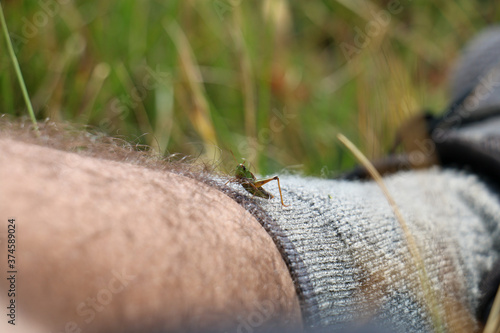 Grasshopper on leg