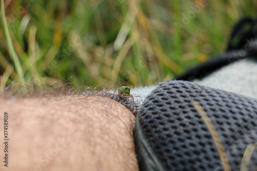 Grasshopper on leg