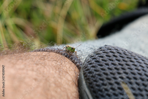 Grasshopper on leg