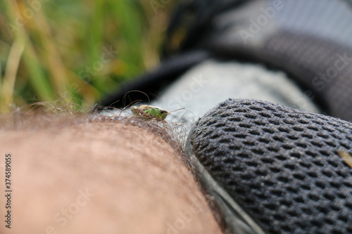 Grasshopper on leg