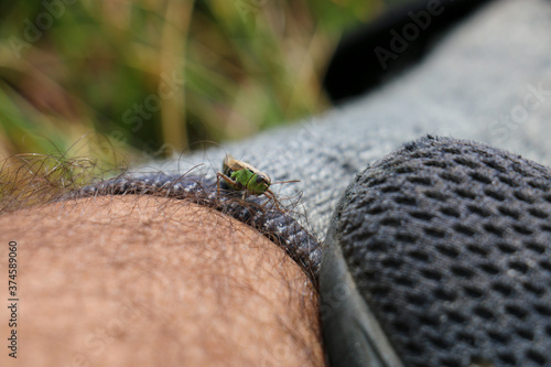 Grasshopper on leg