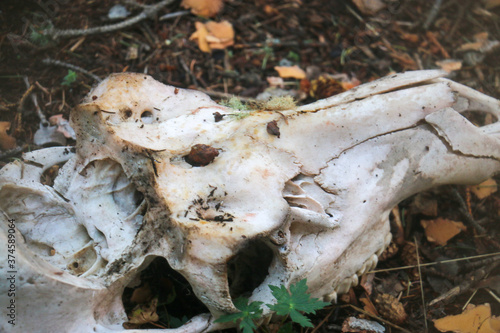 cow skull in the forest