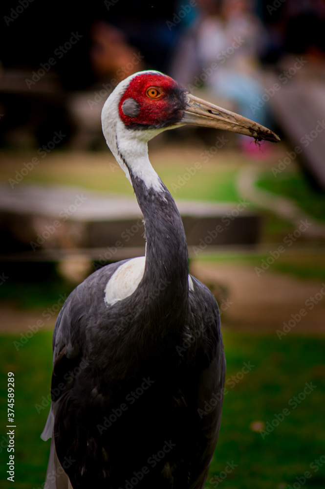 Naklejka premium Zoo