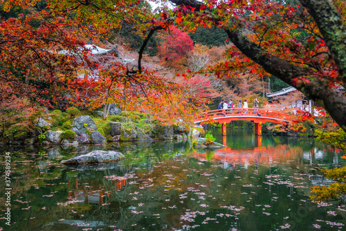Japan - November 21, 2019 : colorful maple trees garden blooming vividly in the garden of Daigoji Temple, Kyoto, Japan photo