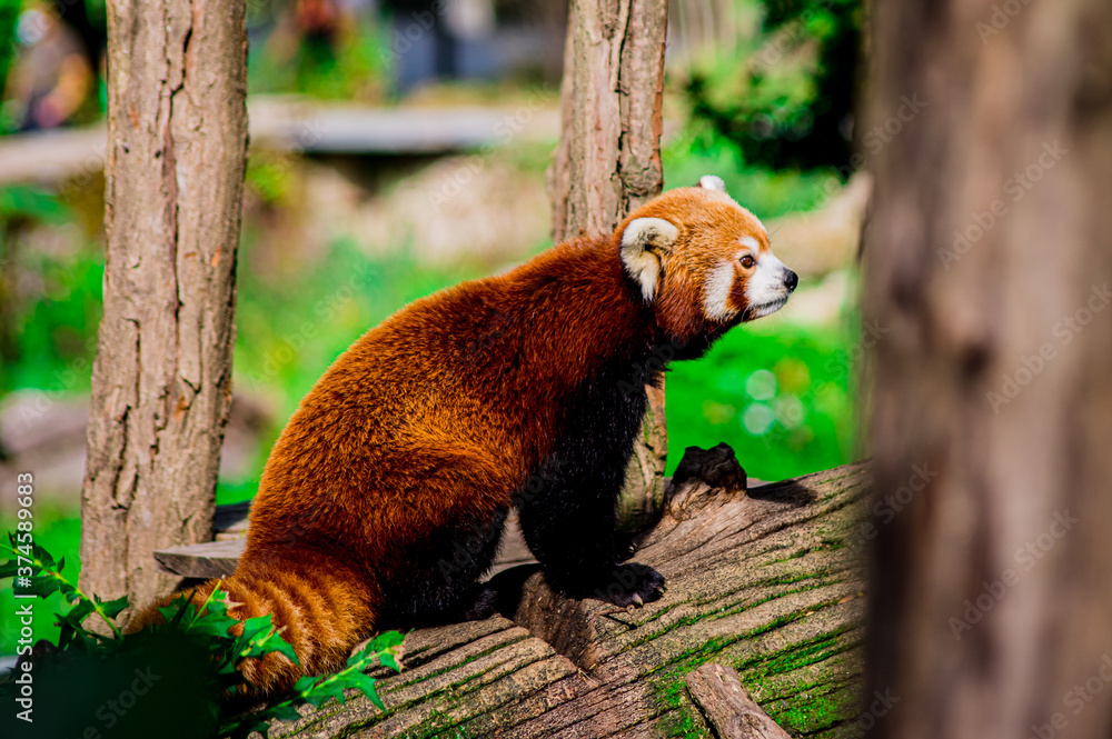 Fototapeta premium Zoo