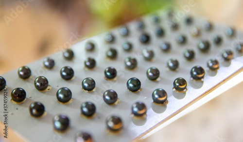 Obraz na plátně Beautiful, shiny black Tahitian pearls