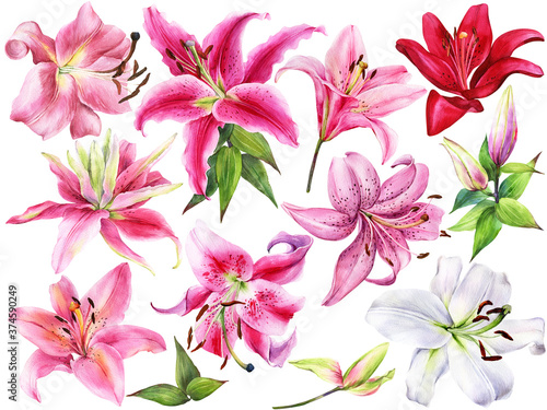 Hand drawn set of lilies, white, pink lily flowers on an isolated white background, watercolor flower, stock illustration, big collection, set.