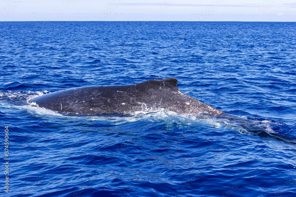 Fototapeta premium Humbak pływanie na powierzchni błękitnego oceanu