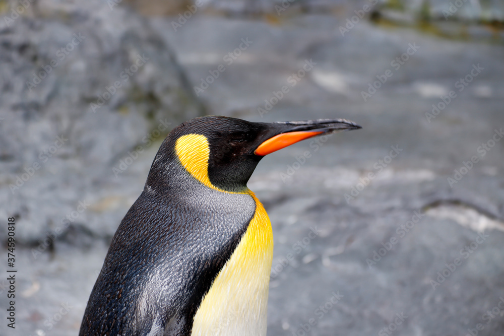 Obraz premium ペンギン