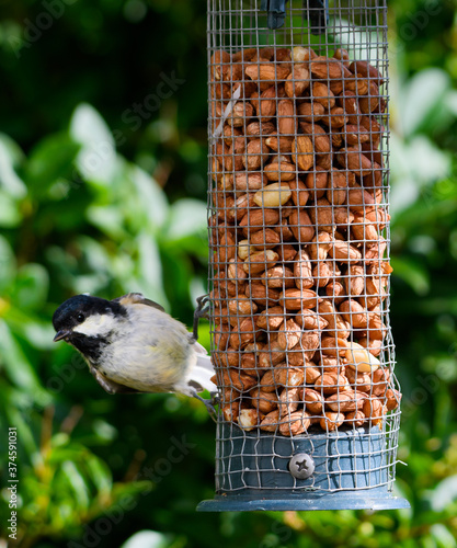 Coal tit Feeding photo