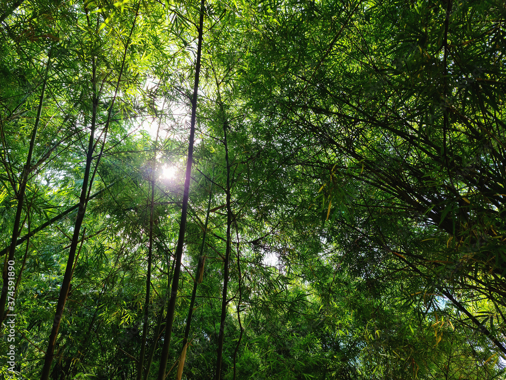 Fototapeta premium Green bamboo leaves for background