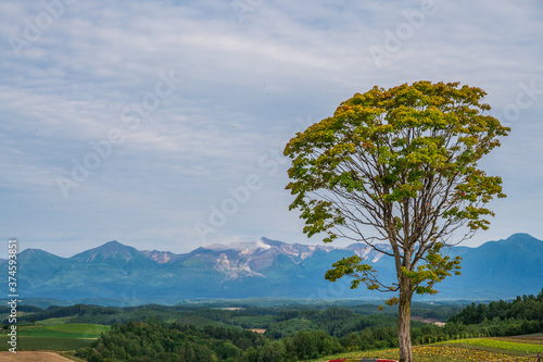一本の木と北海道の風景