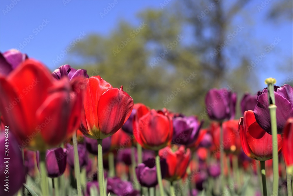 Obraz premium Red Tulips
