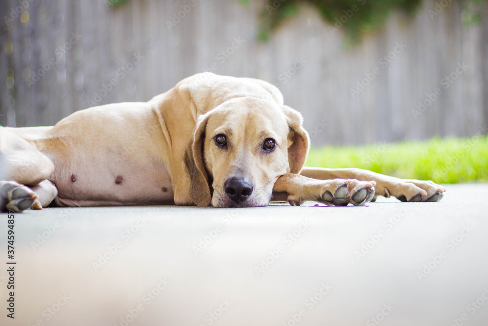 Large Dog Lying Down