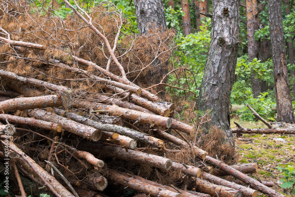 stack of cut pine trees stack of cut pine trees