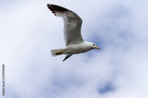 Gull flying with spread wings against the sky  Ontario  Canada