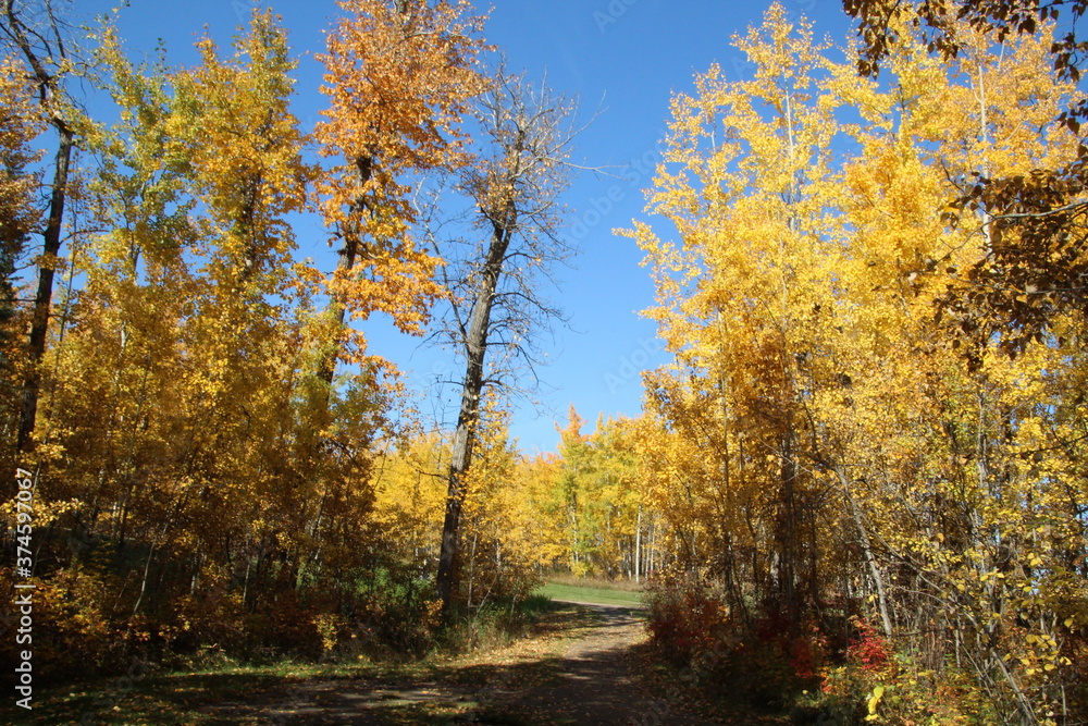 Fototapeta premium Autumn In The Forest, Elk Island National Park, Alberta