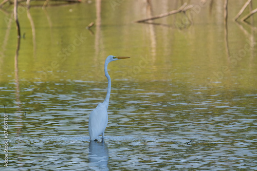 Great White Egret wading in the shade of a tree by a lake shore