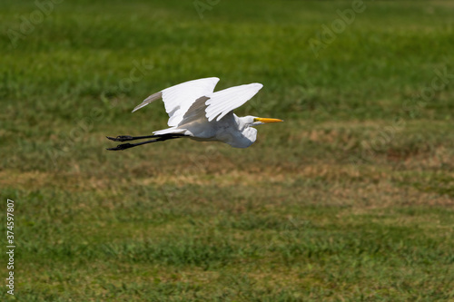 Great Egret passing by while flying over a grassy meadow © Stretch Clendennen